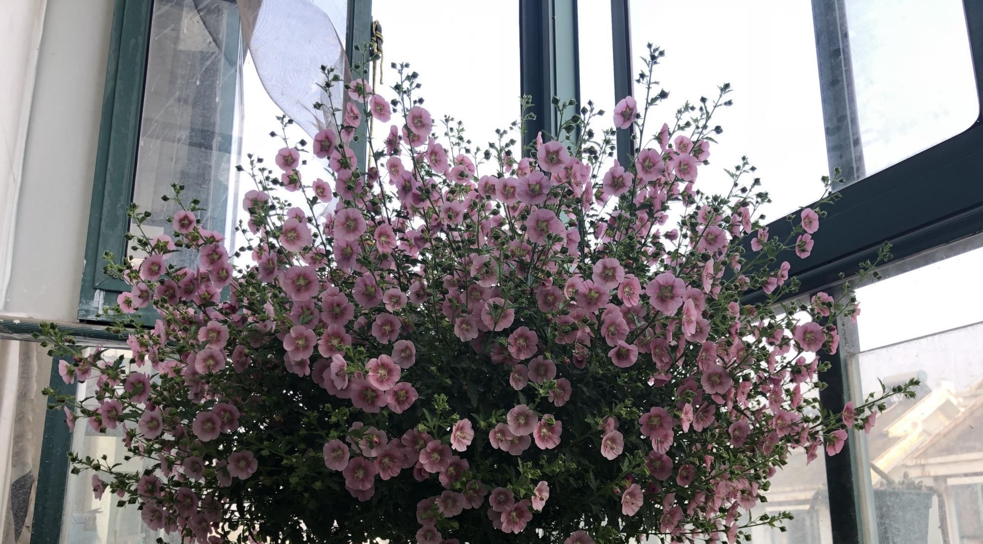  #栽培#此盆栽号称开花机器，周年开花，花多易爆盆，栽培容易，值得拥有
