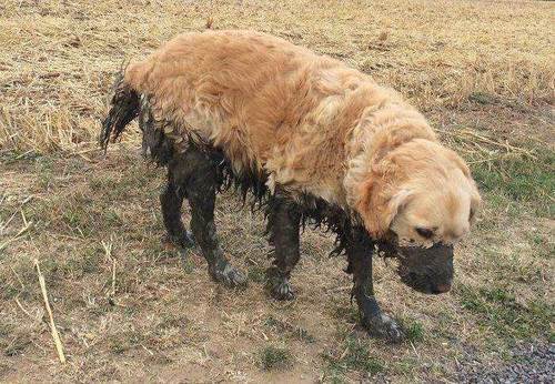 狗狗黑丝袜美腿 泥巴里滚了一圈突然有性感大长腿了