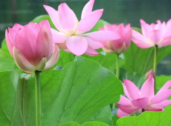  【适合】超好养的花朵，最适合懒人养，开花满屋飘香，花香浓郁开花时间长