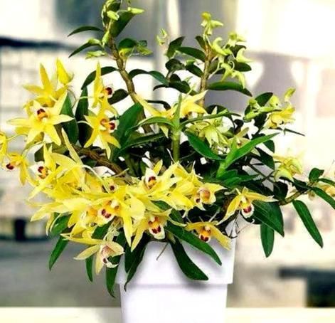  「黄灿灿」此花花色金黄灿灿，花开浓香，防癌益胃?滋阴生津，营养价值很高