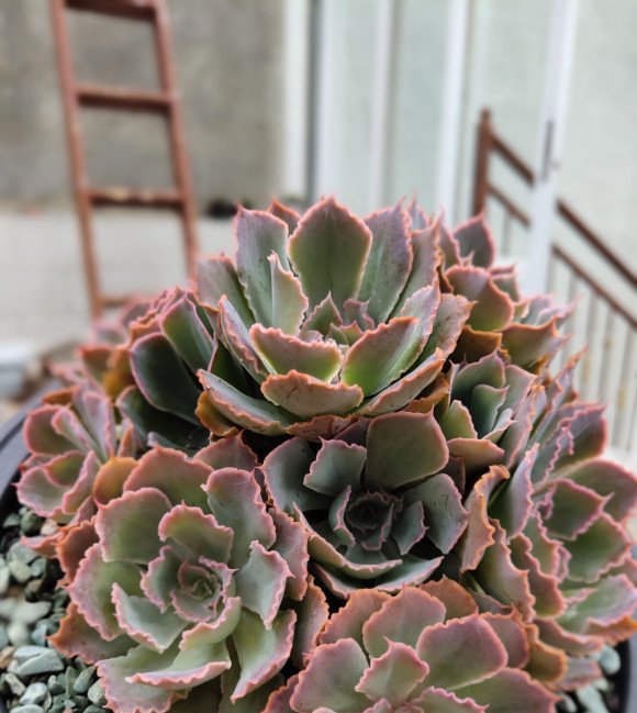 多肉浇水:多肉植物根黑腐的原因是什么