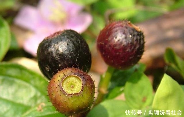  [生出]农村一种常见植物，生出“五彩”野果，常拿来泡酒，价值