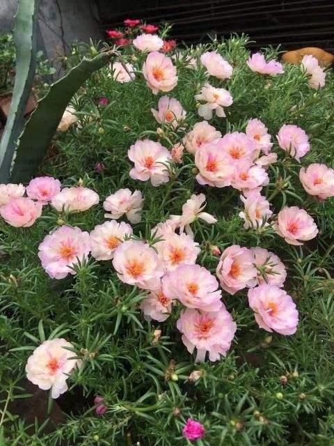 「随便」3种皮实花，随便撒土里就能长一大片，农村常见