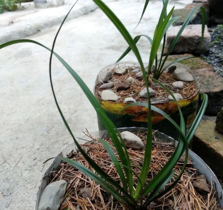  大叔■农村大叔养兰花真有一套，不花钱买花肥和植料兰芽照样呼