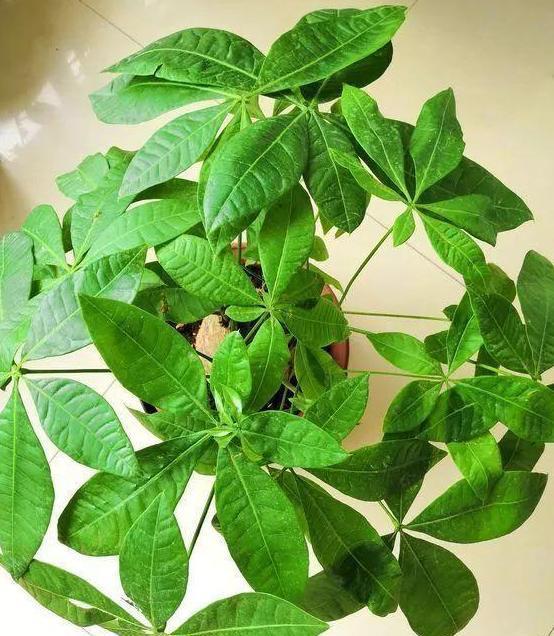 #居家#家中养花得注意:这6款植物贼适合居家盆栽,好看又好管理