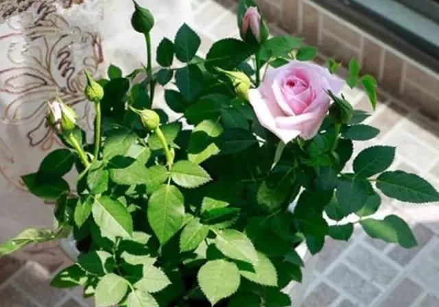  「植物」三月初，这“四朵花”任意养长，枝叶绿，花开，一年到头都在开花