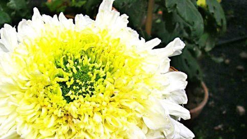  [玉衣]冬天养菊花，就养盆“精品菊花”西施倩装，似翡翠玉衣，矜持舞魅