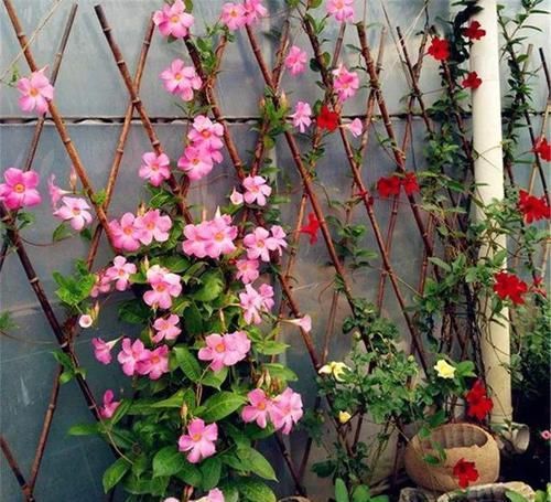 【窜出】双线藤这样养,一年窜出一米长,花开红艳,藤蔓美。