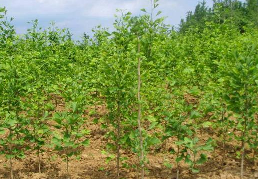  久越|我国一种珍贵树木，生长越久越值钱，种植一亩收益上万元