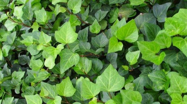 #绿油油#常春藤这样养,藤壮叶翠四季绿油油!