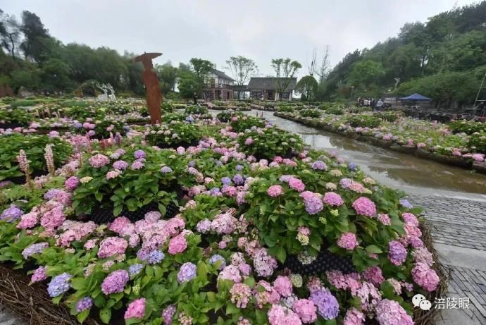 『开幕』涪陵首届绣球花节开幕，爱上这个初夏