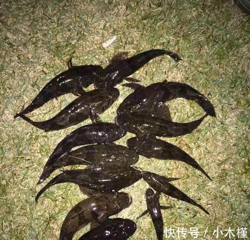  「人工湖」消失的西湖名鱼, 再现公园人工湖, 被当成清道夫捞起