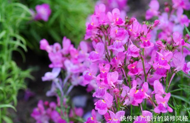  『漂亮』喜欢养花，就养盆开花漂亮颜色鲜艳的，开花量大花期很长，美极了