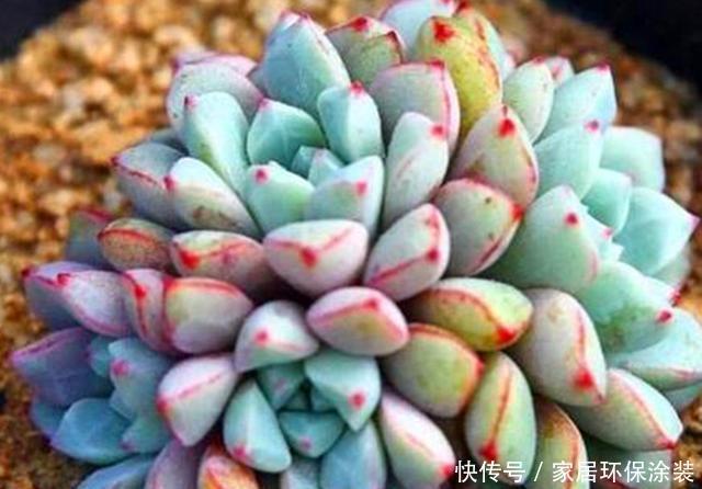  『出状态的时』3种如宝石般璀璨的多肉，好养爱上色，出状态后让人爱不释手