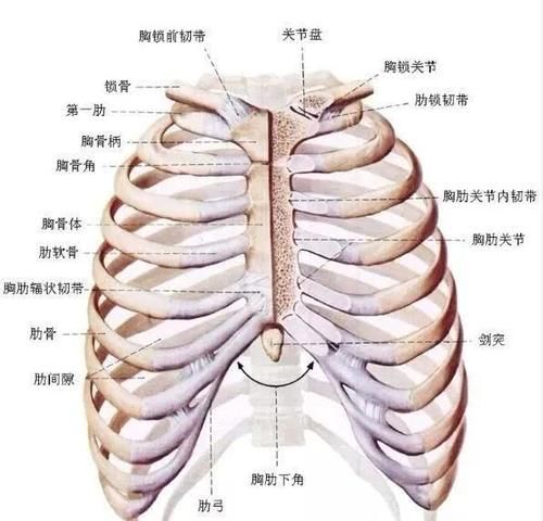 肋骨 骨折 症状