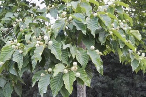 珍贵:1种树高大,被称为“喜树”,结出的果子像“香蕉”,珍贵、特别