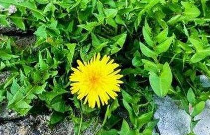 蒲公英是女性的贵人,但不是泡水喝最好,两种方
