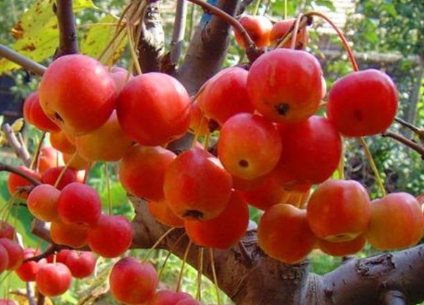  #充足#不知道养什么花，不如养养这些花草吧，在难养浇点水也能养活