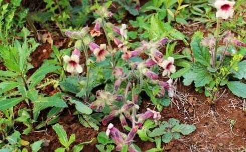  『地黄』农村一种“毛茸茸”的野草，价值十分珍贵，如今60块一斤成稀罕物