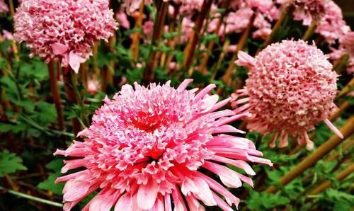  珍奇：喜欢菊花，就养盆“珍奇名菊”，似粉龙戏珠，粉嫩妖娆，艳丽多姿