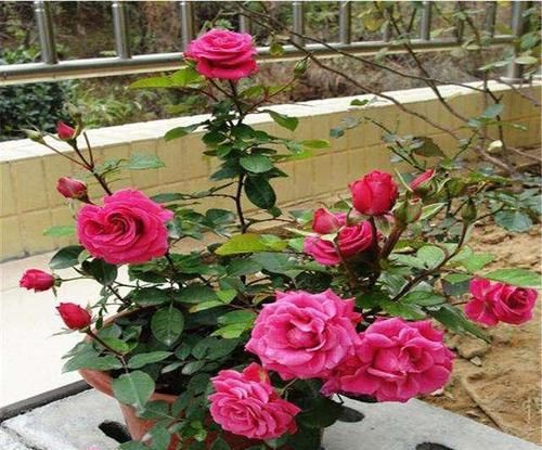  个市：此1种花，是53个市的“市花”，花色丰富又鲜艳，你在养吗