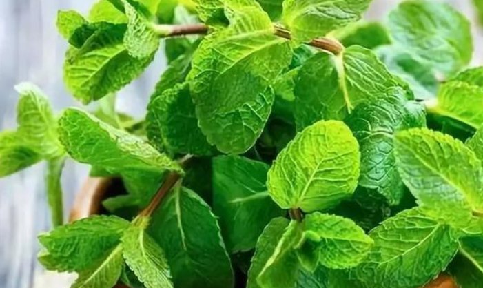  #最合适#这4种植物, 养在卫生间最合适, 家中无“异味”, 再也不用皱眉!