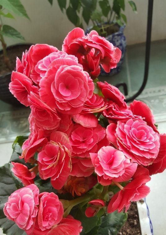 「红红火火」秋天养花选这种,花色喜庆,红红火火,花开满室香,是盆栽佳品
