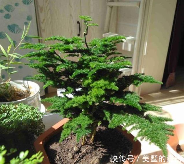  『拥有』这种“杀菌花”，家里摆一盆，养眼还养人，家人身体好，值得拥有