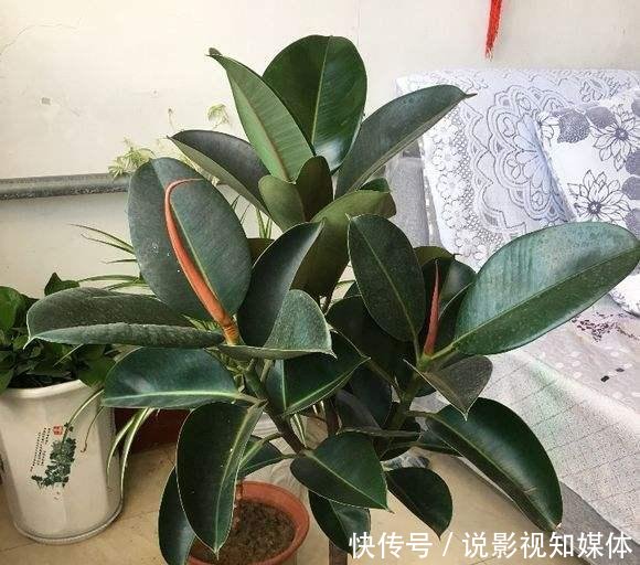 『难看』橡皮树窜到三米八,东倒西歪太难看,咔咔砍一刀,枝繁叶茂变老桩