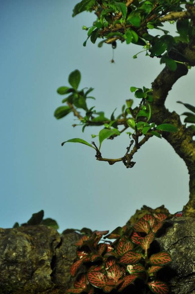 室内种植茶盆景最雅致！福建茶最受欢迎，你会制作吗？