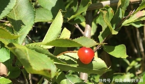  『毛叶石楠』这植物，李时珍说它“健脾胃，疏肠道，通脏气”，若遇见，请重视