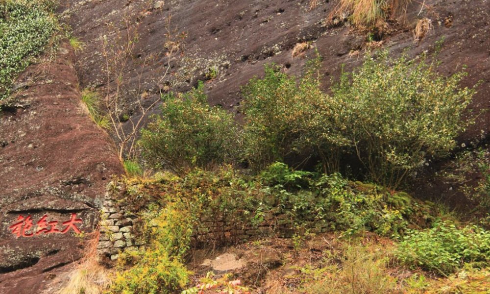 中国最珍贵的几棵树，一颗被投保一亿元，一颗还有人24小时把守