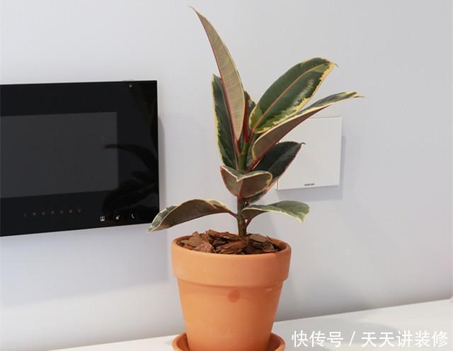 植物|客厅养一盆“这样的”橡皮树,逼格立马提升