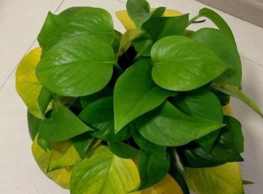  「根系太多」家养的绿萝爱黄叶？绿萝是好养，别不当回事，养护技巧看“4点”