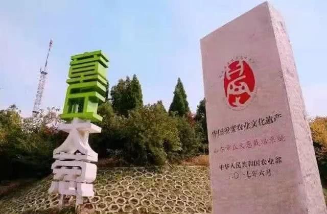  「姚明」人看葱，须仰视！2.435米！章丘今年“葱状元”比姚明还