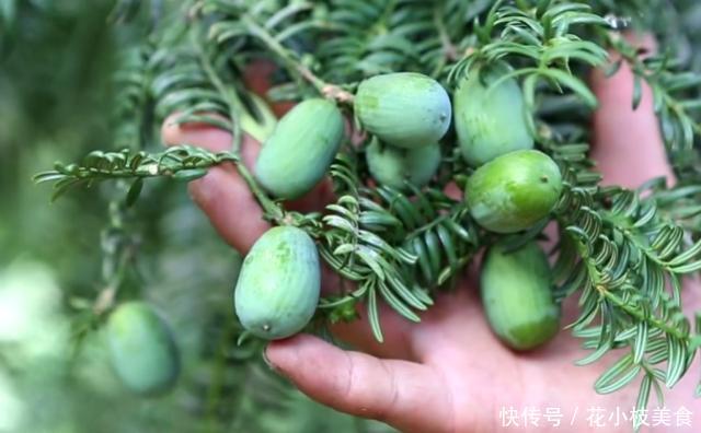 原产于中国的果树，俗称“三代同堂”，一棵树同时长着三年的果实