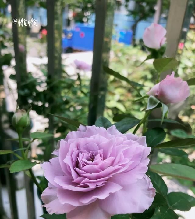  『丰花性好』狼家自育的表现到底如何，戳进来看看花友们的大实话