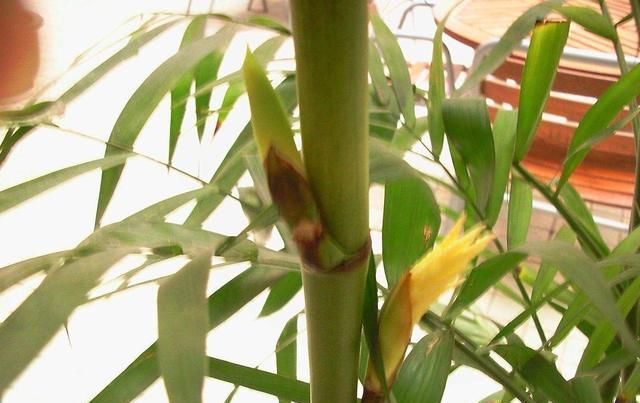 『影响』这2种绿植很难开花,一发现直接剪掉,不然影响植物生长状态