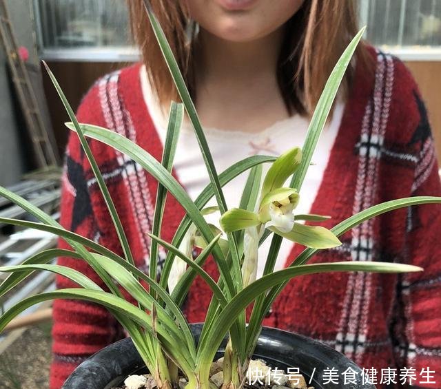 『要施肥』兰花春天分苗或者换盆后,换的新植料,多久可施肥