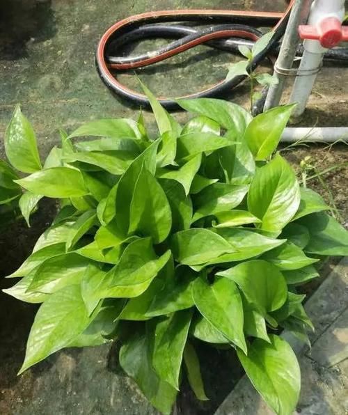  保鲜膜■喜欢绿萝不用买，谁家有去掐点枝条，扦插在花盆里，一个月长爆盆