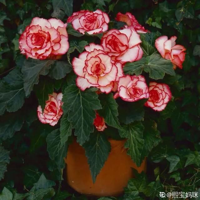  『光照』30种耐阴花，室内光照不佳，也能全年开花