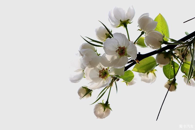  【梨花】【春龙】那年梨花盛开时