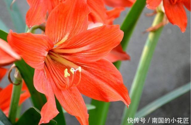 开花|3种花非常好养,简单一养就爆盆,花色丰富四季开花,谁养谁喜欢
