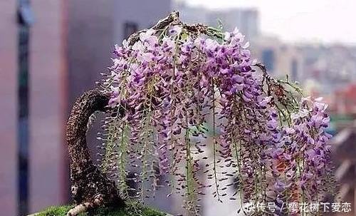 『春天』家有紫藤花,开花好幸福,春天这么养,开花一百年