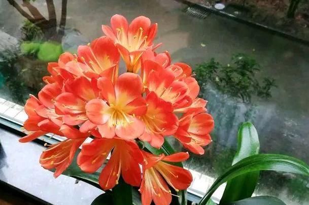  『根部』君子兰黄叶烂叶,狠心一刀砍光,7天后竟冒绿芽,变成群兰开满花