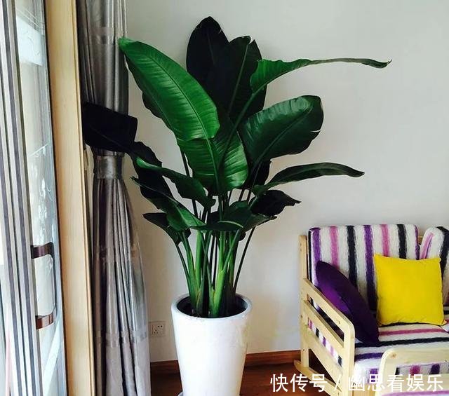  「常给叶片喷」客厅养花，选这几种的都是聪明人，时尚大气，旺人又聚财