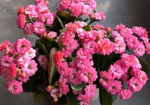  [长寿花]5款懒人花，越浇越长得旺，一缺水就蔫，种一棵就能阳台变花海