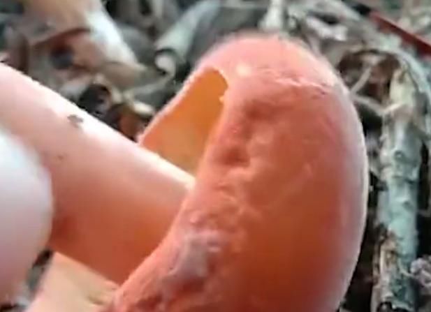  #野味#山林中才有的野味，过去农民怕有毒不敢摘，如今一斤能卖5