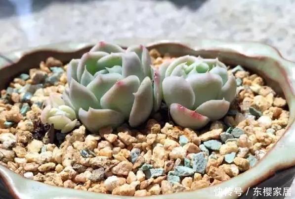  『海棠』养多肉不能多浇水？盆栽鹿角海棠做到3点，''水罐子''越长越旺