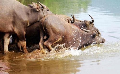 震撼！四川蓬安上演“百牛渡江”生态奇观